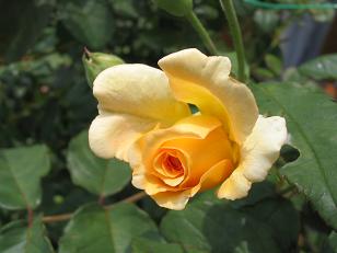 119_1991c.JPG