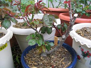 110_1042d.JPG