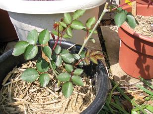 109_0968b.JPG
