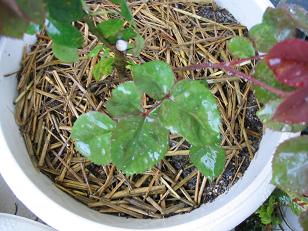 110_1034b.JPG