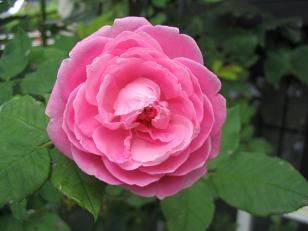 119_1943a.JPG