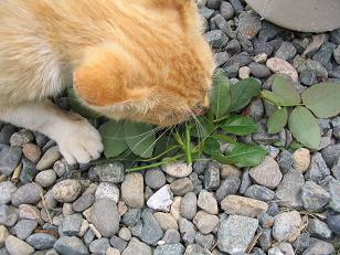 111_1199f.JPG
