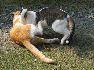 じゃれあい1.JPG