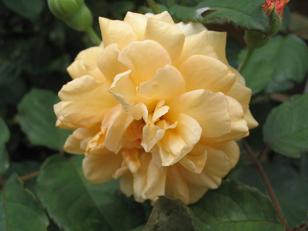 119_1997a.JPG