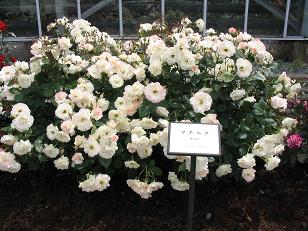 116_1666f.JPG
