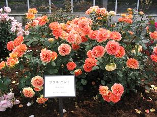 116_1669g.JPG