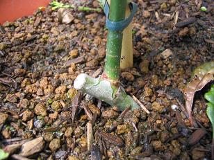 115_1501n4.JPG
