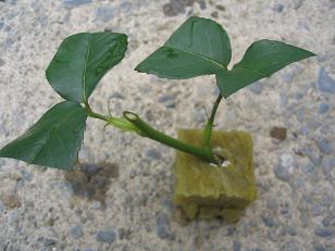 119_1932z3.JPG