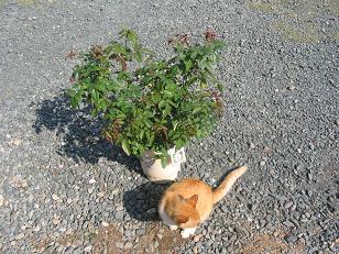 粉粧楼とトラ.JPG