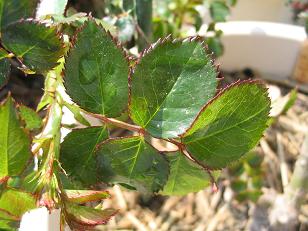 108_0896c.JPG