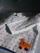 2006_01_17_04.JPG