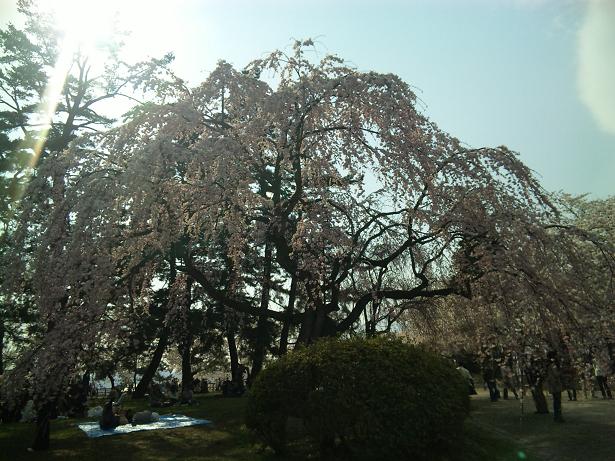 桜１