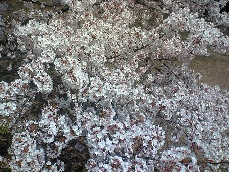 2006年今年の花見は岐阜の加納城跡ｗ