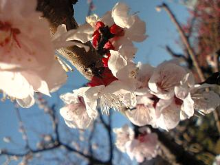 2007近所桜３部咲き