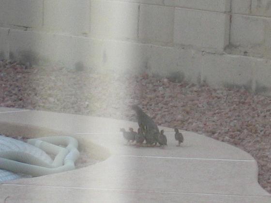quail family b.JPG