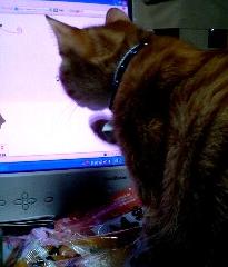 マウスポインタ捕まらないにゃ！