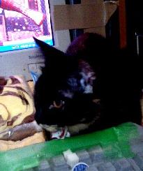 PC前に腰を落ち着けるクロエ…