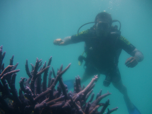 ローランドさん青枝サンゴ