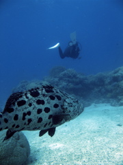 ポテトコッド２