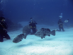 ポテトコッド３