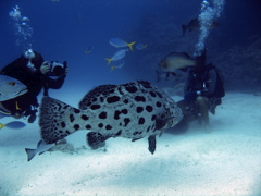 ポテトコッド４