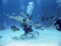 ポテトコッド５