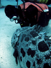 ポテトコッド６