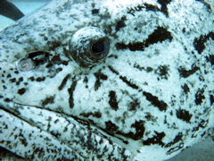 ポテトコッド７