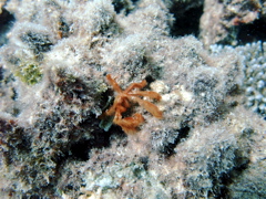 オラウータンクラブ２