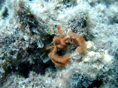 オラウータンクラブ