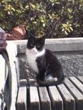 食堂の仔猫ちゃん.jpg