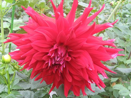 flower_Dahlia.jpg