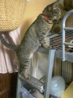 shuri20050619.jpg
