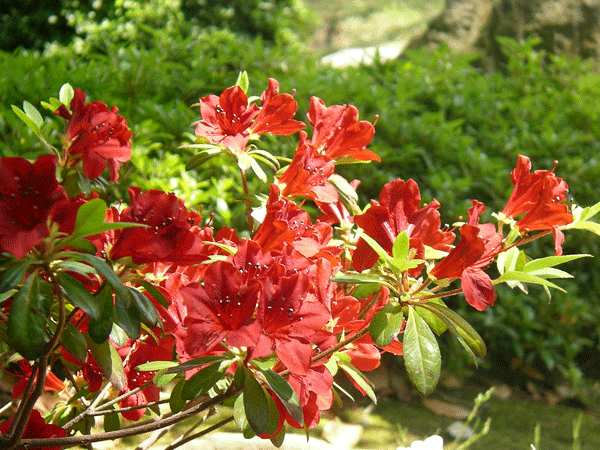 京都の花