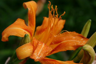 花0715b