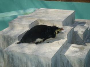 やる気のないペンギン。。。