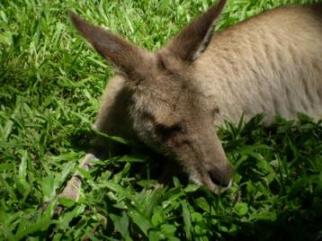 素っ気ないカンガルー