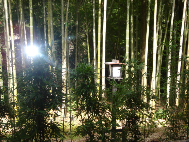 071029朴念仁　外