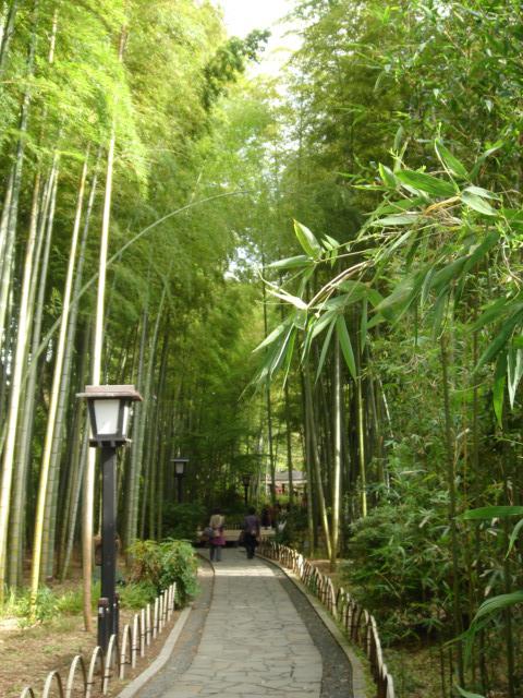 修善寺　竹やぶ