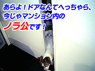 ノラ公.jpg