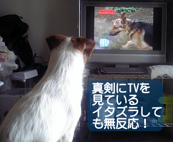 テレビ大好き.jpg