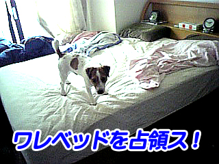 ベッド.jpg