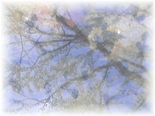 おたまじゃくし