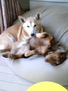 ２匹でソファー