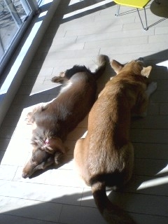 ２匹で日向ぼっこ