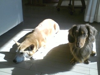 ２匹で日向ぼっこ２