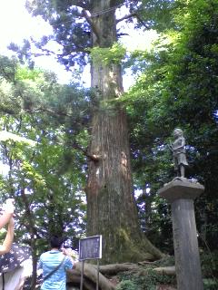 樹齢４５０年の杉