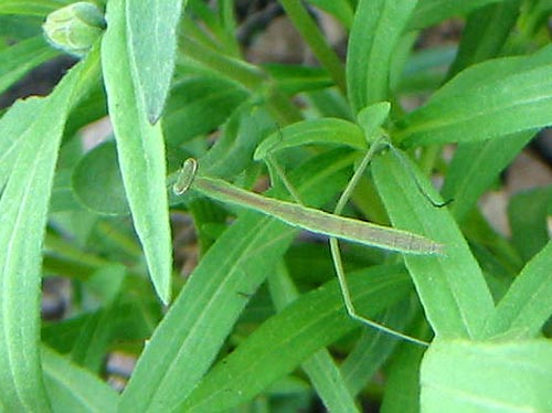 カマキリ