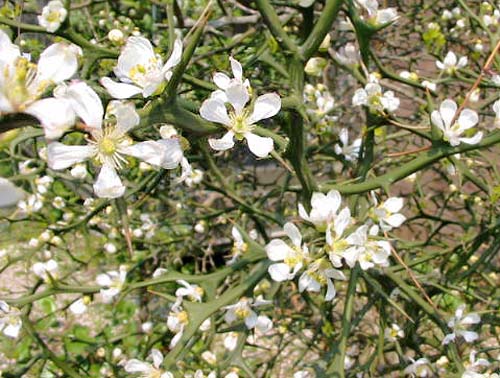 カラタチの花