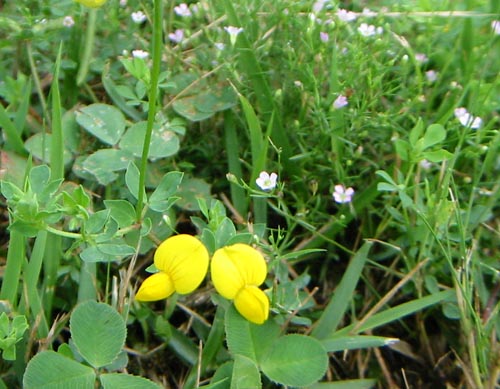 野の花